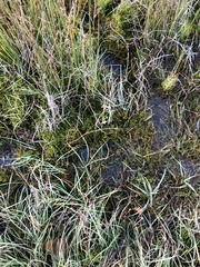 Sarmentypnum exannulatum