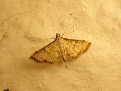 Blepharomastix ranalis