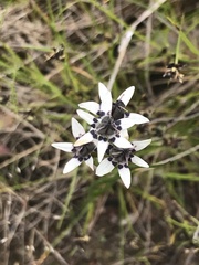 Wurmbea dioica