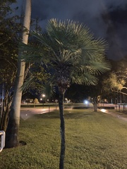 Sabal palmetto