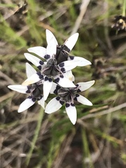 Wurmbea dioica