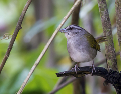Arremonops chloronotus
