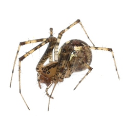 Pityohyphantes