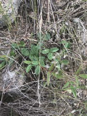 Desmodium varians