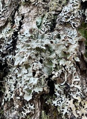 Ricasolia quercizans