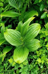 Veratrum