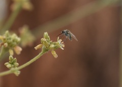 Bombyliidae
