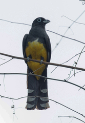Trogon melanocephalus