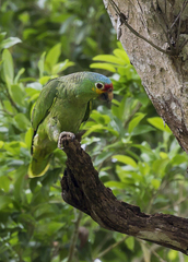 Amazona autumnalis autumnalis