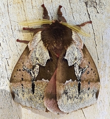 Dirphiopsis multicolor