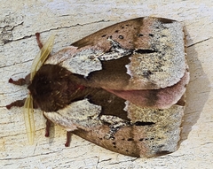 Dirphiopsis multicolor