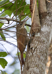 Xiphorhynchus flavigaster