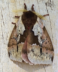 Dirphiopsis multicolor