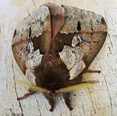 Dirphiopsis multicolor