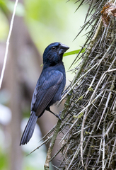 Cyanoloxia cyanoides