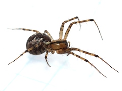 Pityohyphantes