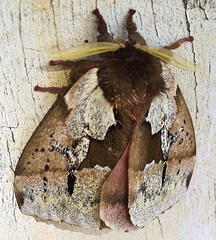 Dirphiopsis multicolor