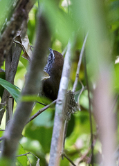 Pheugopedius maculipectus