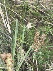 Plantago hispida