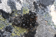 Cornicularia normoerica