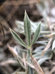 Astragalus gilviflorus