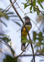 Trogon melanocephalus