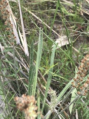 Plantago hispida