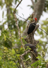 Melanerpes pygmaeus