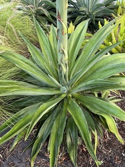Agave