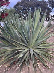 Agave americana