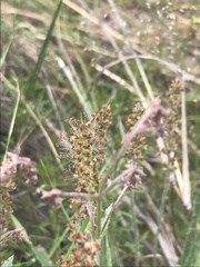 Plantago hispida