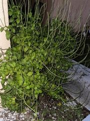 Stachytarpheta jamaicensis