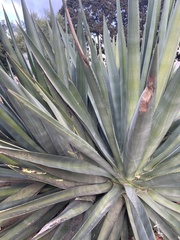 Agave americana