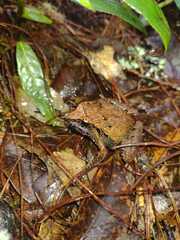 Craugastor mexicanus