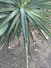 Agave americana