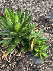 Agave
