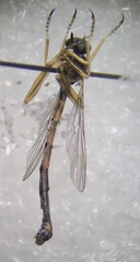 Leptogastrinae
