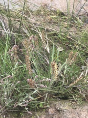 Plantago hispida