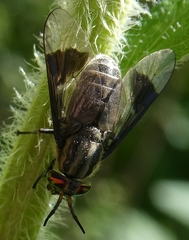 Chrysops niger