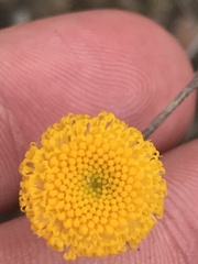 Leptorhynchos squamatus