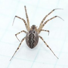 Pityohyphantes