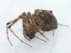 Pityohyphantes