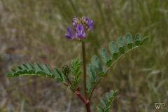 Astragalus lentiginosus araneosus