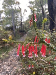 Epacris longiflora