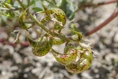 Astragalus lentiginosus araneosus