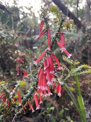 Epacris longiflora