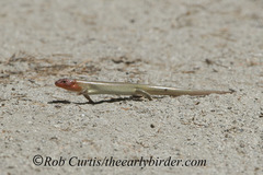 Plestiodon gilberti gilberti