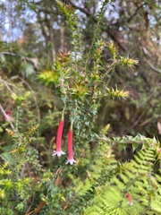 Epacris longiflora