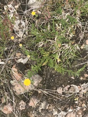 Leptorhynchos squamatus