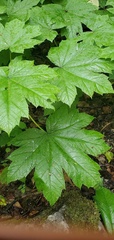 Oplopanax